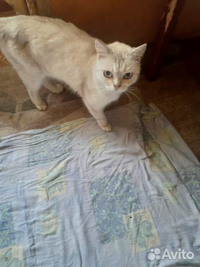 Котик в дар