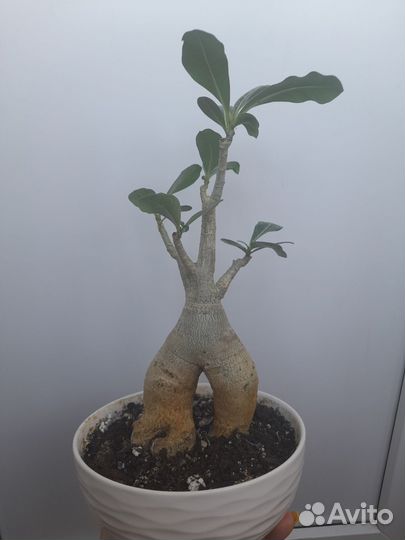 Адениум бонсай