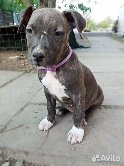 Щенки питбуля