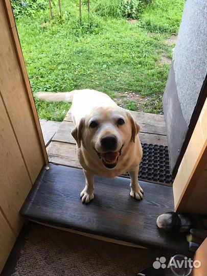 Домашняя передержка собак, кошек в загородном доме