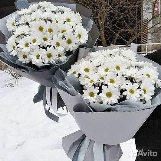 Хризантема