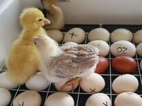 Инкубационное яйцо куриное, утиное, гуси, петухи