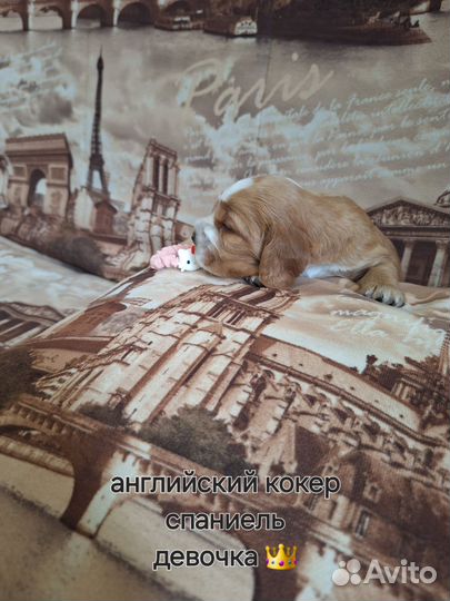 Кокер спаниель