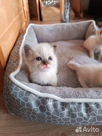 Отдам котят в добрые руки