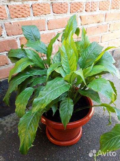 Спатифиллум