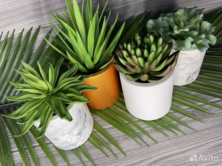 Суккуленты