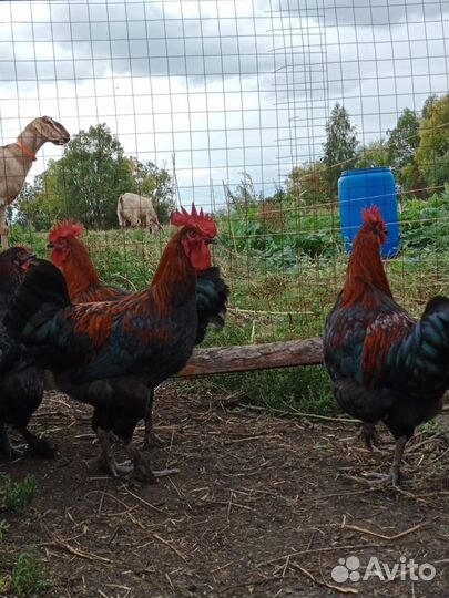 Породные петухи Мараны