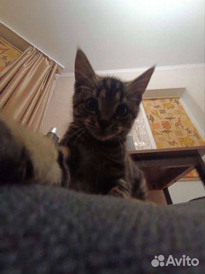 Котенок в добрые руки