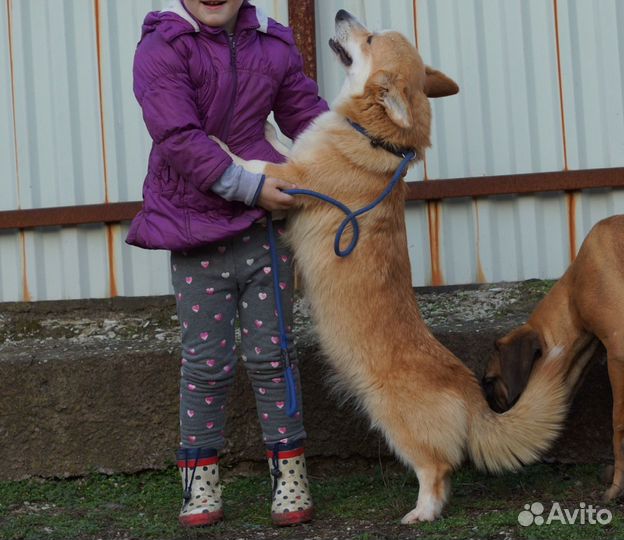 Вельш-корги пемброк