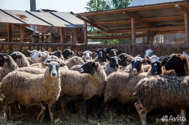 Баранина оптом