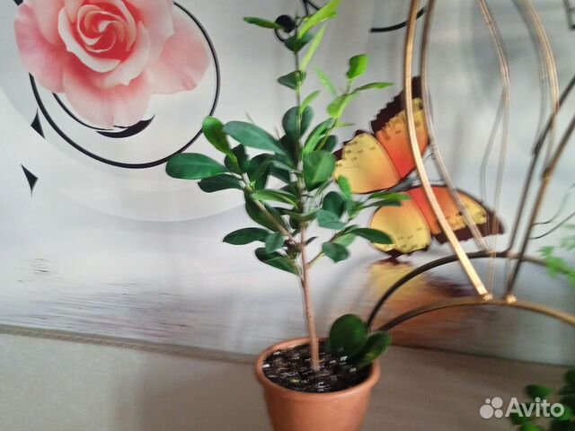 Фикус макламе