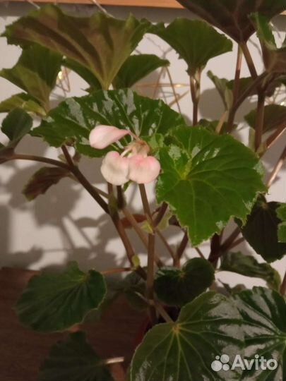 Бегония декоративно лиственная