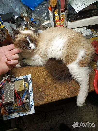 Невская маскарадная