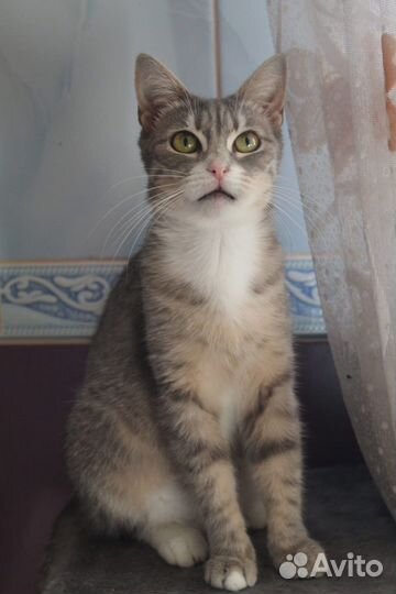 Кошка