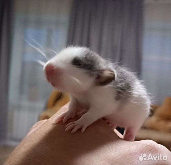 Крыски Дамбо