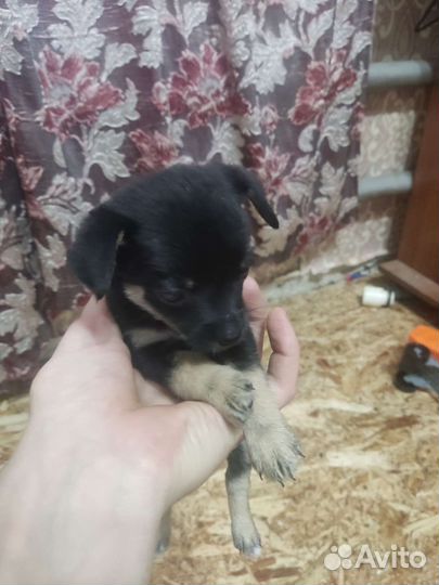 Щенки помесь такса пинчер