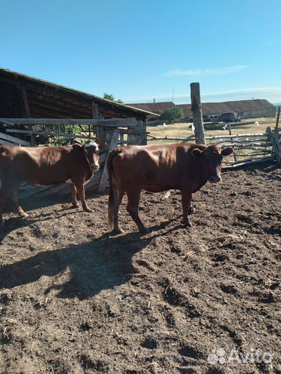 Телки стельные