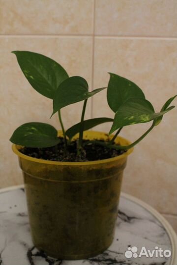 Сциндапсус