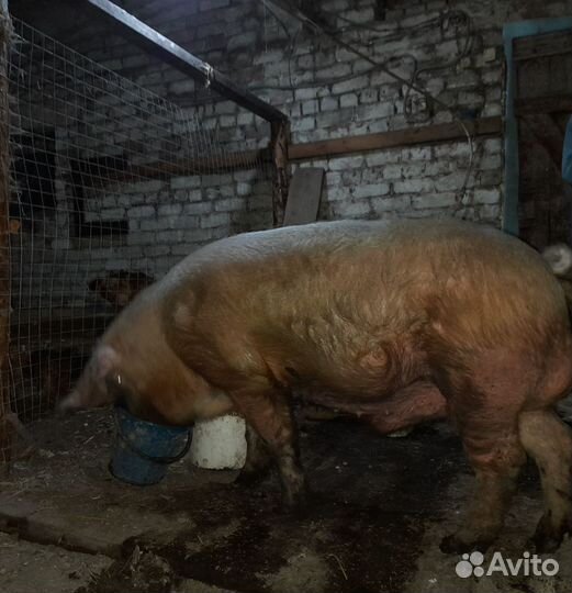 Продам хряка