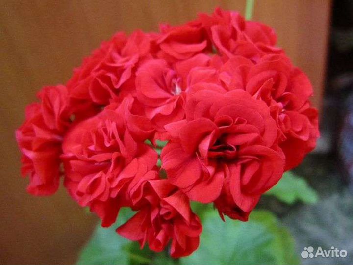 Герань пеларгония