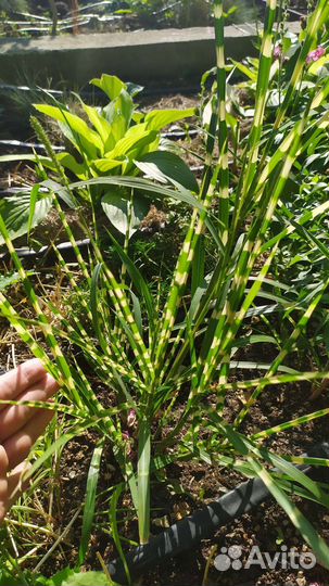 Лилейник, гибискусы, физостегия, аукуба