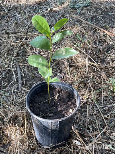 Экзотичнские растения Гуанабана, Гуава