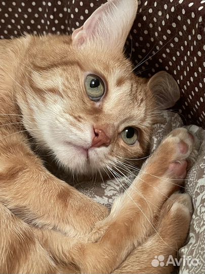 Отдам кота в добрые руки