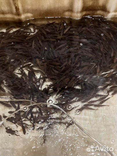 Карась оптом для пруда