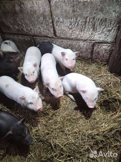 Вьетнамские вислобрюхие поросята