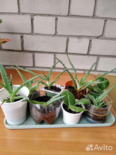 Комнатные цветы