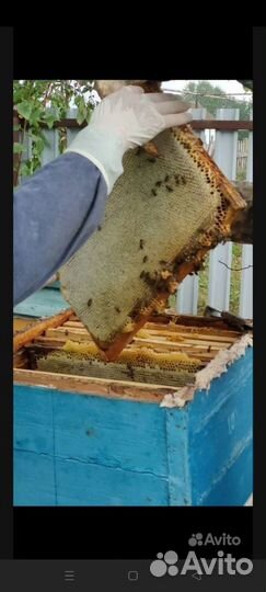 Мед в сотах 2023