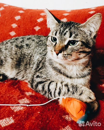 Котенок с паспортом в добрые руки