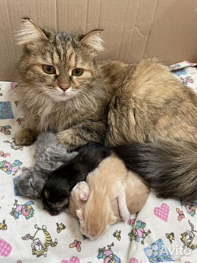 Отдам котят