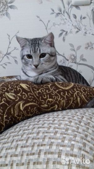 Шотландский кот для вязки