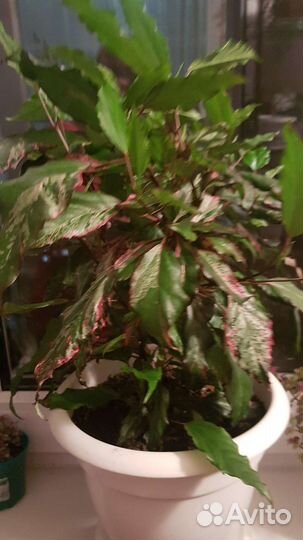 Гибискус пестролистный