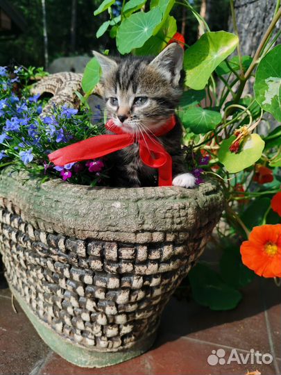 Кошка в дар бесплатно