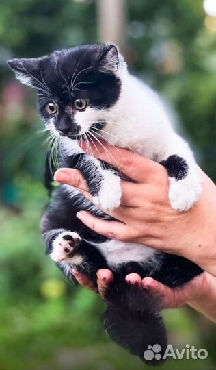 Котик в добрые руки