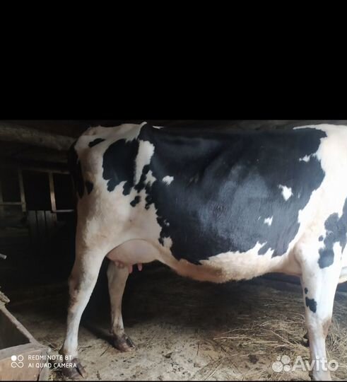 Племенные нетели