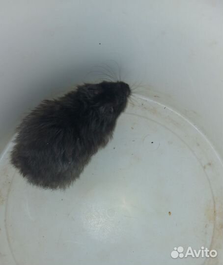 Сирийский хомяк