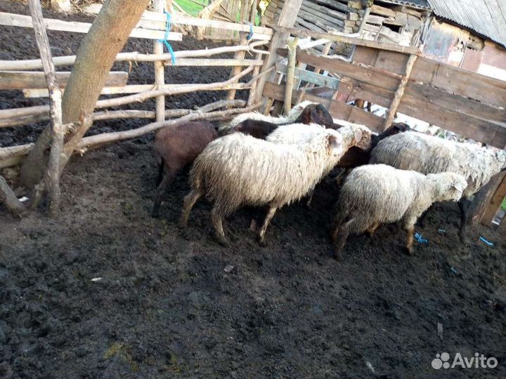 Тёлки, бараны