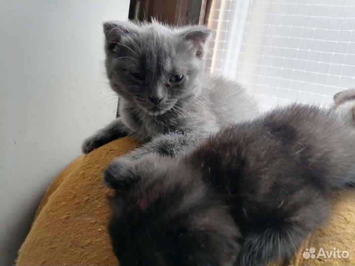 Кошки