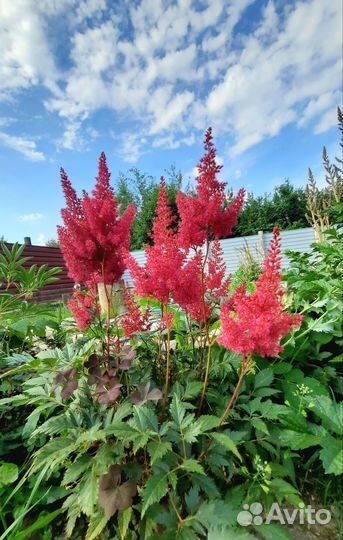 Астильба разная