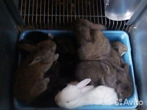 Кролик крольчата