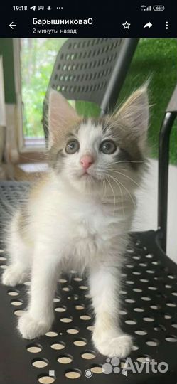 Котята в добрые руки приучены к лотку
