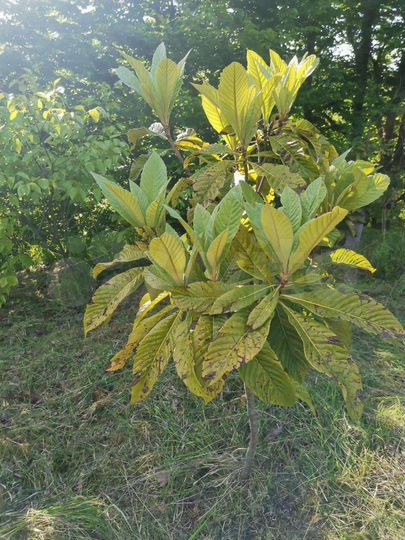 Участок 5,2 сот. (СНТ, ДНП)