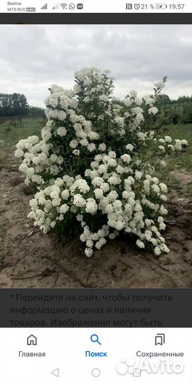 Спирея вангута