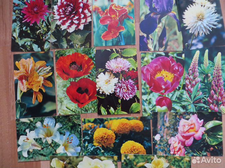 Наборы открыток СССР Цветы Животные Рецепты