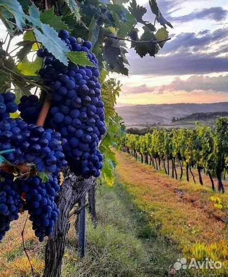 Разнорабочий Вахта в виноградные сады