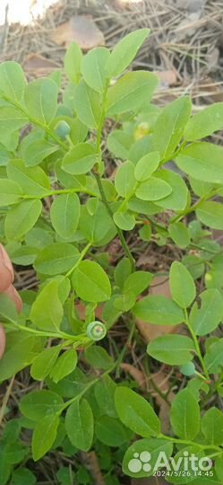 Свежая лесная земляника, черника