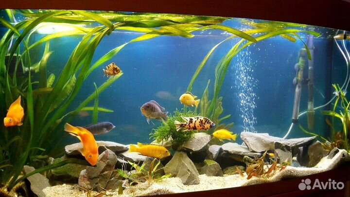 Аквариум aquaplus lux Ф245 литров